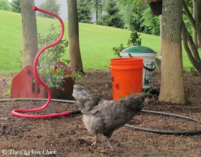 In temps over 90°F, keep a bucket of cool water near the chickens at all times for emergency cooling. In temps over 90°F, keep a bucket of cool water near the chickens at all times for emergency cooling.