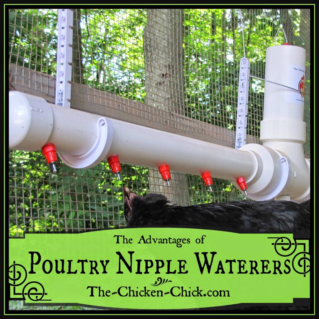 Clean Water Advantages of Poultry Nipple Waterers for Chickens