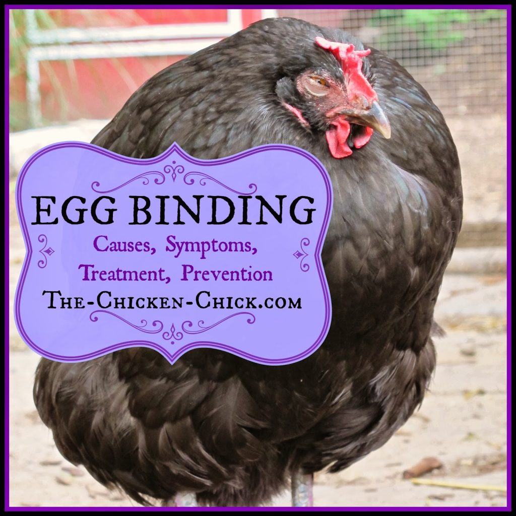 Chicken Egg Binding. Causes, Symptoms, Treatment, Prevention