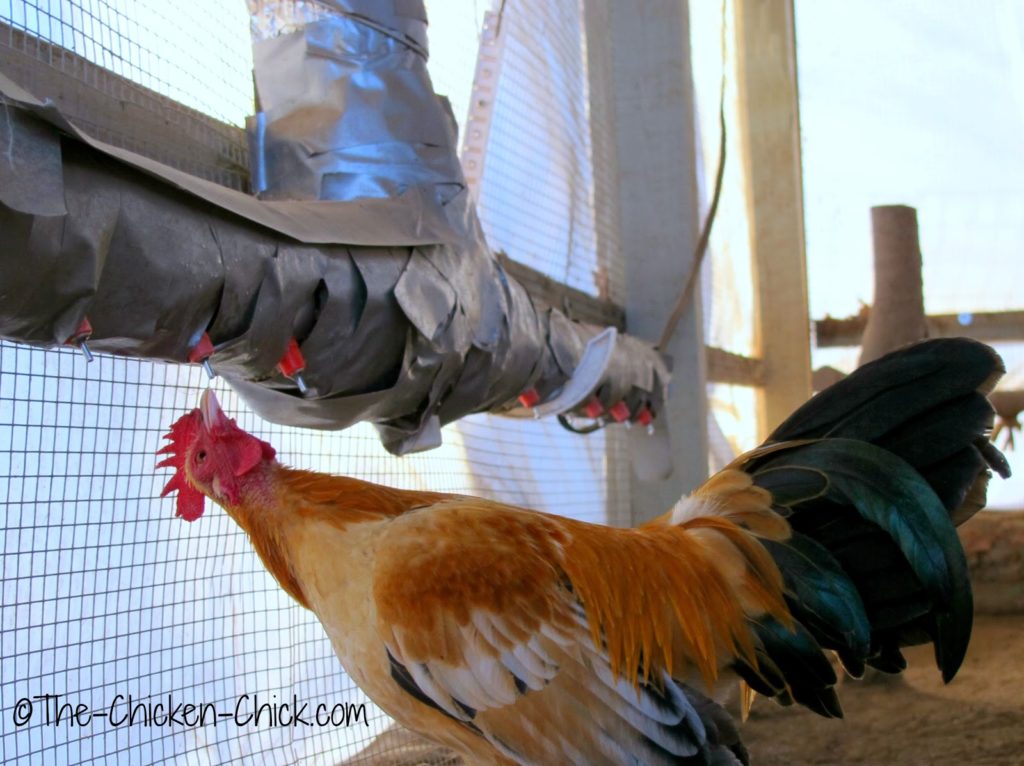 The Chicken Fountain operational at 28°F while this Serama rooster has a sip. The Chicken Fountain operational at 28°F while this Serama rooster has a sip.