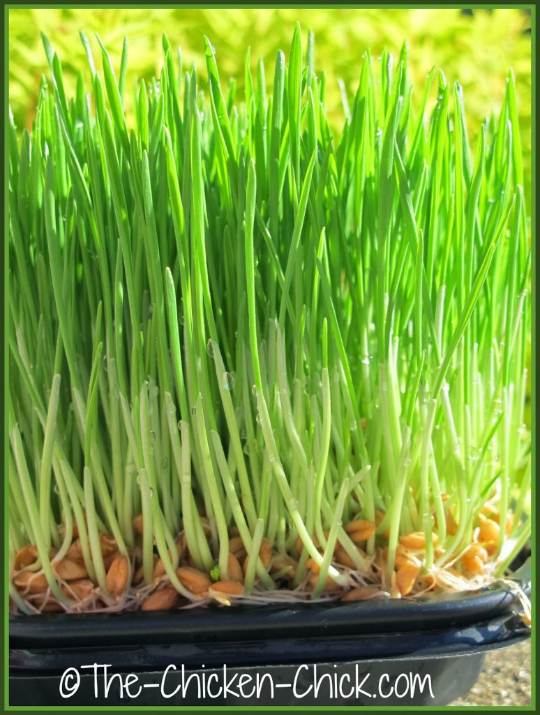 Sprouting grains is an easy way to provide chickens with fresh, nutritious greens any time of year with very little effort. Sprouting grains is an easy way to provide chickens with fresh, nutritious greens any time of year with very little effort.