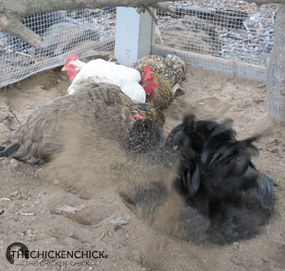 Poultry Lice and Mites Identification and Treatment Chickens dust bathe to keep parasites off their skin and feathers