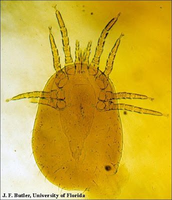 Poultry Lice and Mites Identification and Treatment Northern fowl mite, photo by J.F. Butler, University of Florida