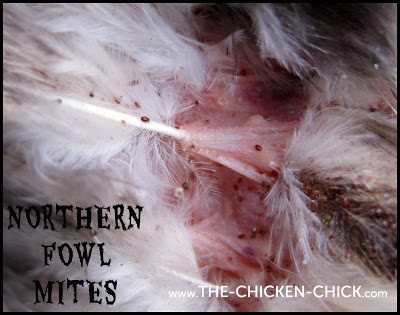 Poultry Lice Treatment Natural Poultry Lice Treatment Natural
