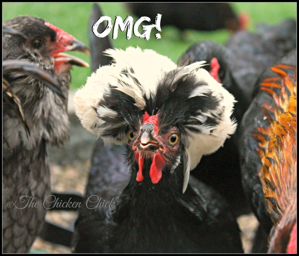 Lice and Mites Identification and Treatment The Chicken Chick®