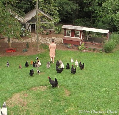 The treat trail. They will follow me anywhere for treats! The treat trail. They will follow me anywhere for treats!