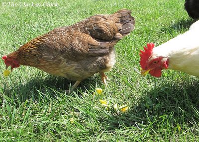 Cooked eggs are an outstanding source of protein for chickens, which is particularly helpful during a molt. Cooked eggs are an outstanding source of protein for chickens, which is particularly helpful during a molt.