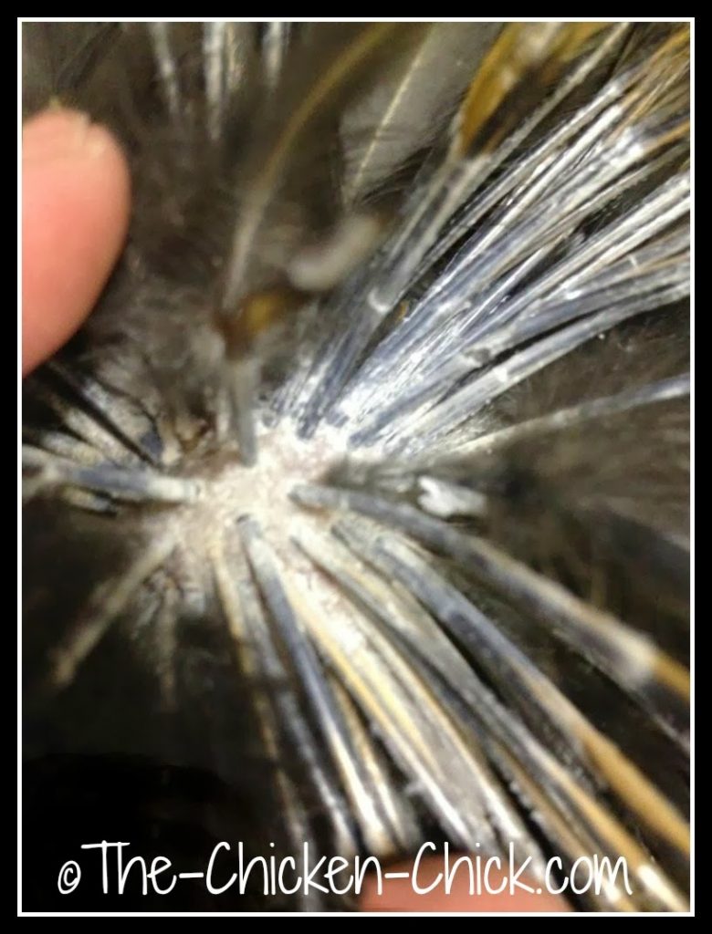 Lice and Mites Identification and Treatment The Chicken Chick®