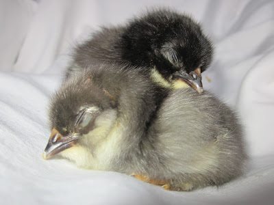 If a picture is worth a thousand words, I present you with my photo essay on chicks. If a picture is worth a thousand words, I present you with my photo essay on chicks.