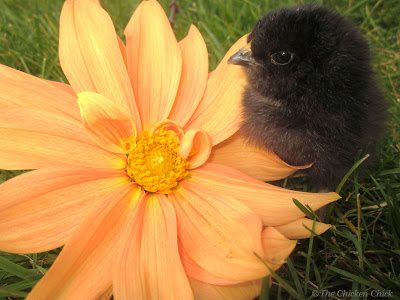 Black Ameraucana Black Ameraucana