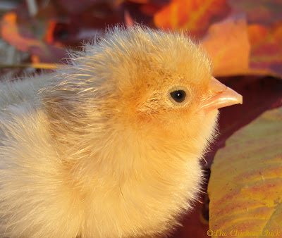 Buff Orpington Buff Orpington