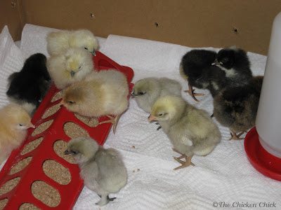 My first dozen girlz. My first dozen girlz.