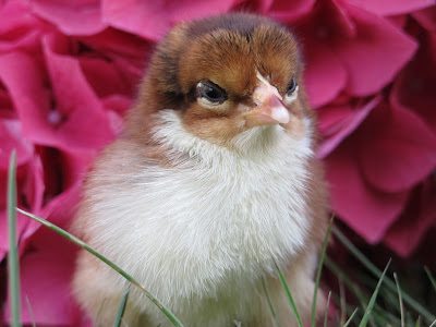 If a picture is worth a thousand words, I present you with my photo essay on chicks. If a picture is worth a thousand words, I present you with my photo essay on chicks.