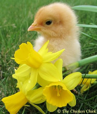 Buff Orpington Buff Orpington