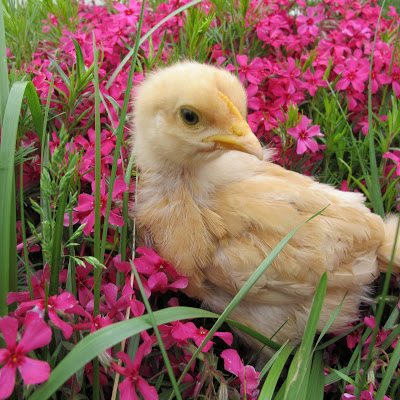 Buff Orpington Buff Orpington