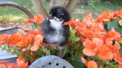 Black Copper Marans Black Copper Marans