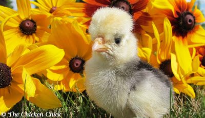 White Crested Polish rooster White Crested Polish rooster