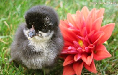 If a picture is worth a thousand words, I present you with my photo essay on chicks. If a picture is worth a thousand words, I present you with my photo essay on chicks.