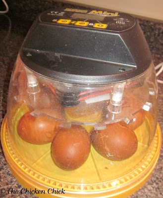 When I caught the fever for hatching, it was December and none of my new layers were broody, so there was no option but to order an incubator if I wanted chicks at that time. With the rooster issue resolved, I next needed to settle the issue of incubator selection. When I caught the fever for hatching, it was December and none of my new layers were broody, so there was no option but to order an incubator if I wanted chicks at that time. With the rooster issue resolved, I next needed to settle the issue of incubator selection.