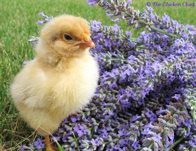 Blue Laced Red Wyandotte Blue Laced Red Wyandotte