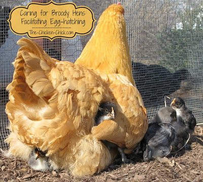 A hen determined to hatch chicks, also known as a broody, will collect a clutch of eggs on which she will sit for 21 days. A hen determined to hatch chicks, also known as a broody, will collect a clutch of eggs on which she will sit for 21 days.