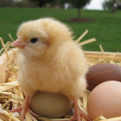 Buff Orpington Buff Orpington