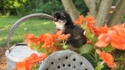 Black Copper Marans Black Copper Marans