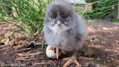 Olive Egger Olive Egger