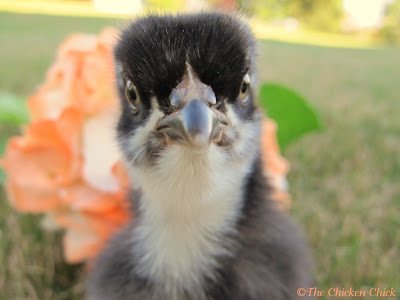 Black Copper Marans Black Copper Marans