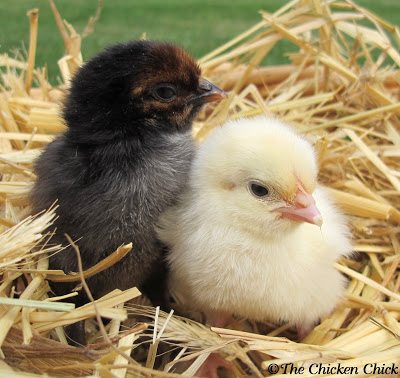Black Copper Marans, Wheaten Marans Black Copper Marans, Wheaten Marans