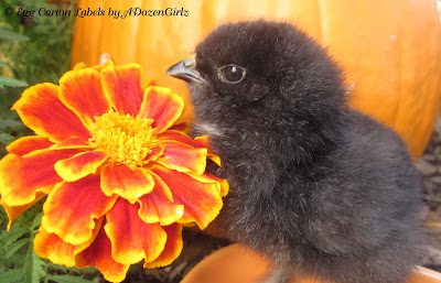 Black Ameraucana Black Ameraucana