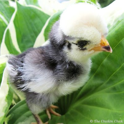 White Crested Black Polish female White Crested Black Polish female
