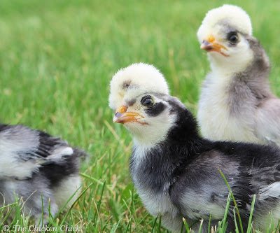 If a picture is worth a thousand words, I present you with my photo essay on chicks. If a picture is worth a thousand words, I present you with my photo essay on chicks.