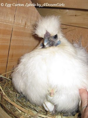 If a picture is worth a thousand words, I present you with my photo essay on chicks. If a picture is worth a thousand words, I present you with my photo essay on chicks.