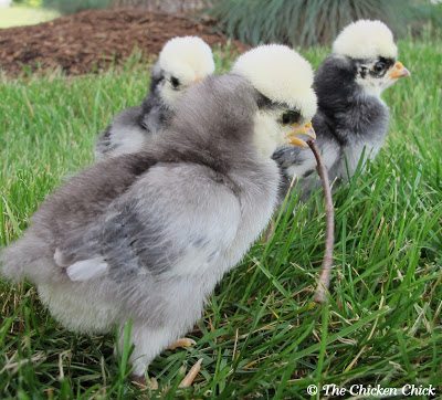 White Crested Polish trio (male holding the stick) White Crested Polish trio (male holding the stick)