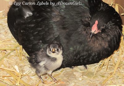 Black Copper Marans chick, Black Ameraucana hen Black Copper Marans chick, Black Ameraucana hen