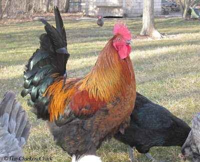 Max was re-homed to Ohio. Max was re-homed to Ohio.