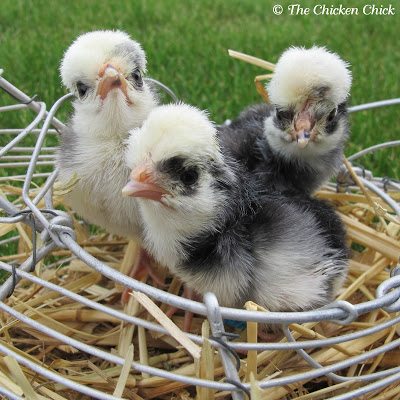 White Crested Polish White Crested Polish