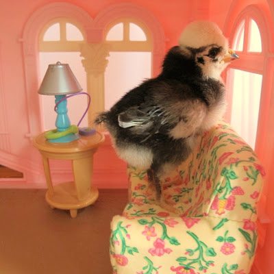 White Crested Black Polish female White Crested Black Polish female