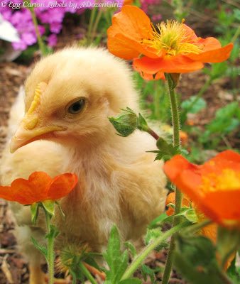 Buff Orpington Buff Orpington
