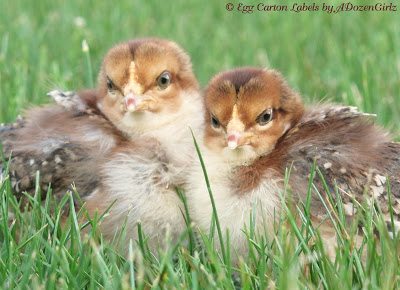 Speckled Sussex male (left) and female (right) Speckled Sussex male (left) and female (right)