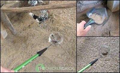 chicken coop sand litter chick run chickens superstar cleaning bedding diy backyard scooper scoopers building
