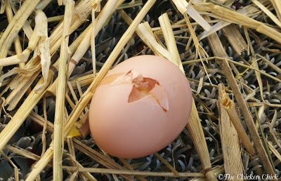 Tell-tale, beak-shaped hole in egg is a clue that chickens are eating eggs from the nest boxes. Tell-tale, beak-shaped hole in egg is a clue that chickens are eating eggs from the nest boxes.