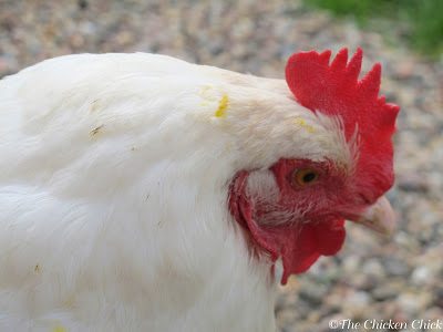 Egg yolk on feathers is a tip-off. Egg yolk on feathers is a tip-off.