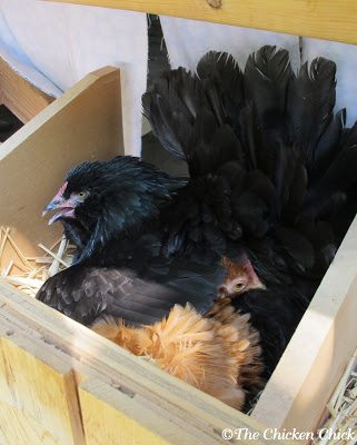 Broken eggs can occur when chickens compete for nest boxes. Broken eggs can then lead to a tasting and then an egg-eating epidemic in the flock. Broken eggs can occur when chickens compete for nest boxes. Broken eggs can then lead to a tasting and then an egg-eating epidemic in the flock.