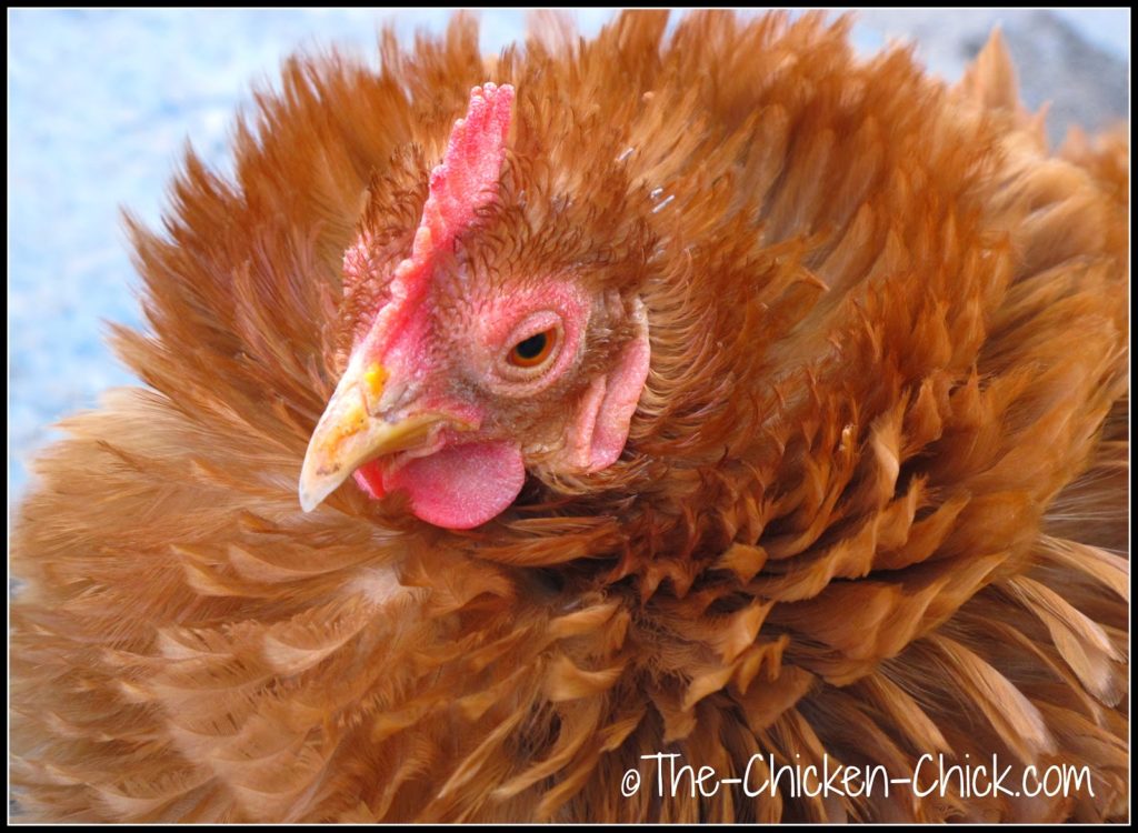 Egg yolk on beak is a dead giveaway. Egg yolk on beak is a dead giveaway.