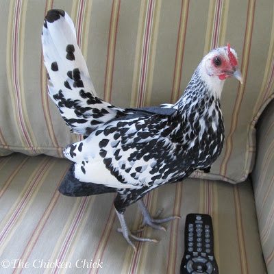 Chicken Saddles & Chicken Diapers. Who knew? Chicken diapers and saddles | Silver Spangled Hamburg Hen wearing a chicken diaper