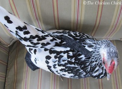 Chicken Saddles & Chicken Diapers. Who knew? Chicken diapers and saddles | Hen wearing a chicken diaper