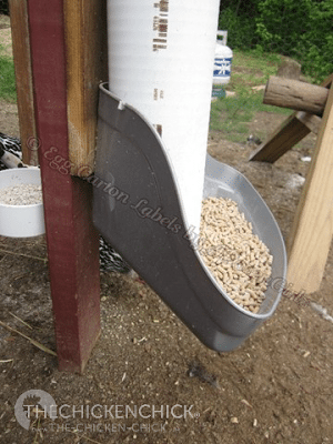 Layer feed should not be fed to chickens younger than 18 weeks unless they have begun egg-laying because it contains calcium that can permanently damage the kidneys, cause kidney stones, reduce lifetime egg production and shorten a bird's lifespan. Layer feed should not be fed to chickens younger than 18 weeks unless they have begun egg-laying because it contains calcium that can permanently damage the kidneys, cause kidney stones, reduce lifetime egg production and shorten a bird's lifespan.