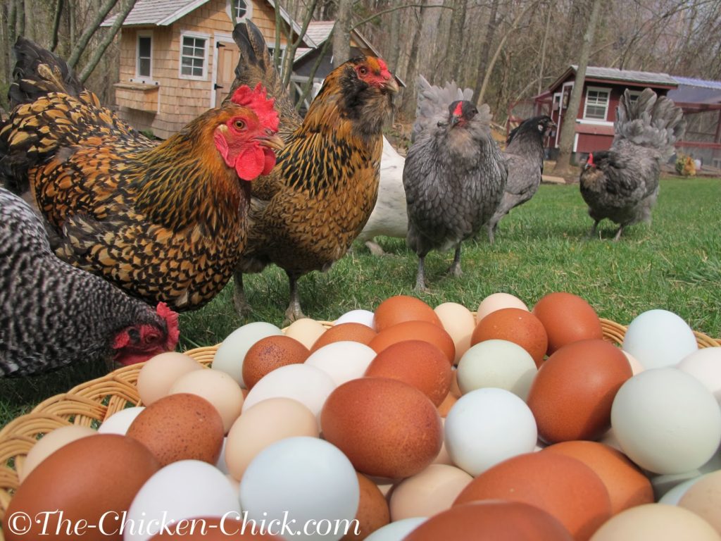 chicken eggs production